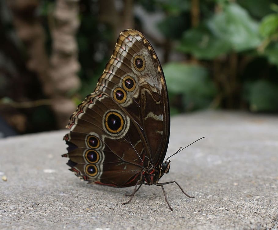 common, blue, butterfly, bug, insect, caterpillar, nature, butterfly - insect HD wallpaper