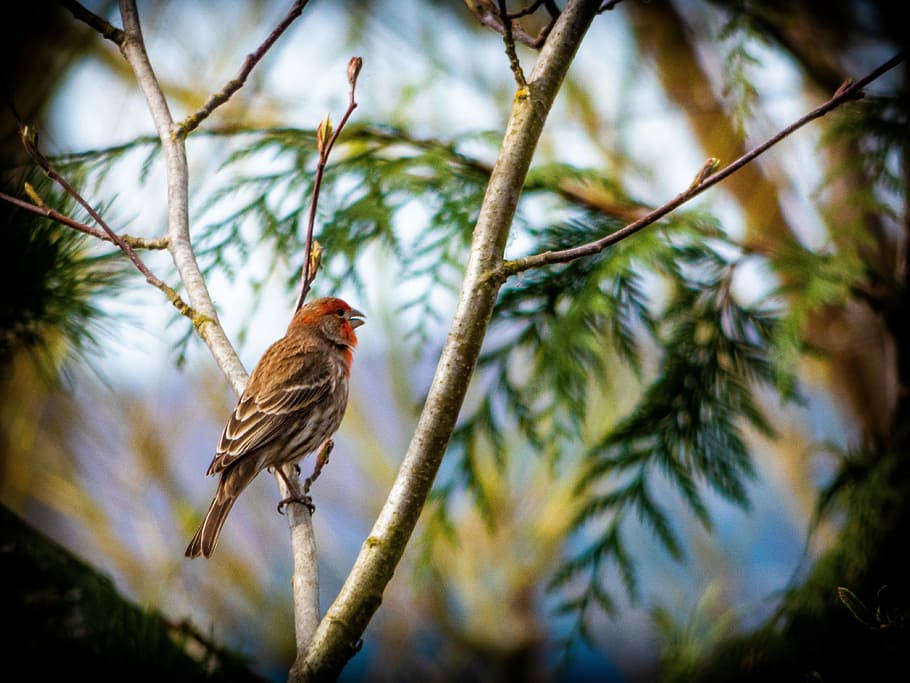 nature, bird, tree, wildlife, outdoors, vertebrate, animal themes HD wallpaper