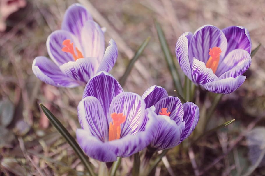 Crocus, Spring, Purple, Close, Flower, spring crocus, violet HD wallpaper