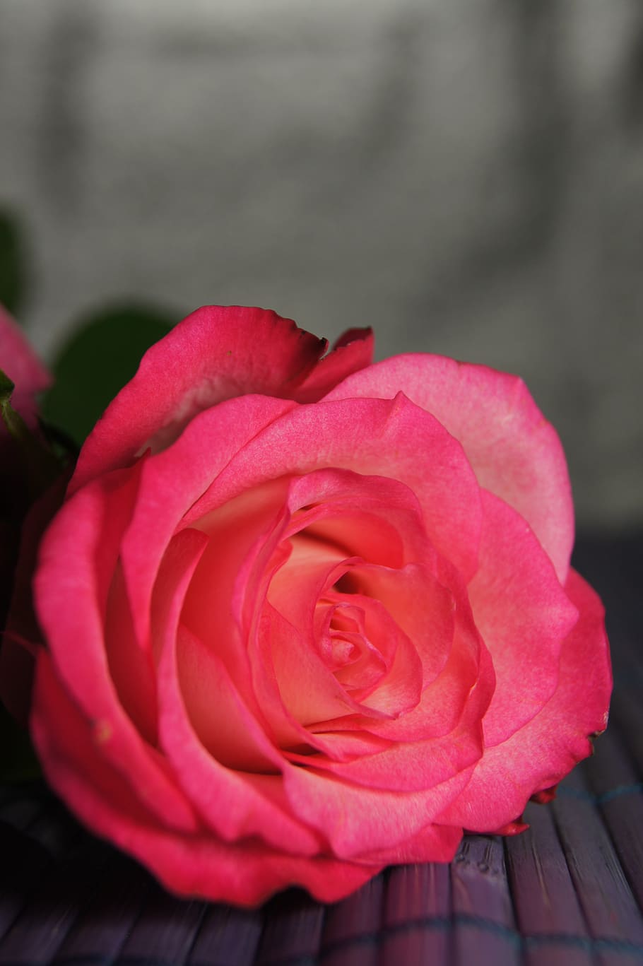 nature, flower, map, pink, flowering plant, rose, beauty in nature HD wallpaper
