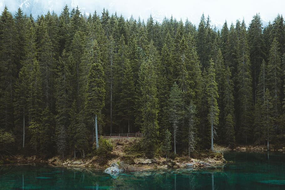 pine trees near body of water, land covered in trees beside body of water HD wallpaper