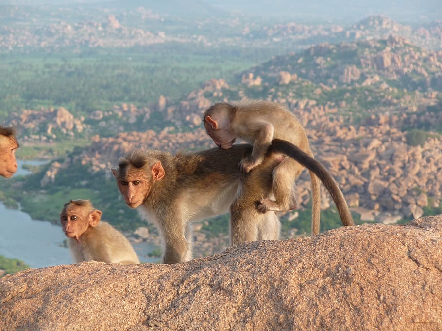 india, ape, animals, wild, äffchen, nature, animal world, fernöstlich HD wallpaper