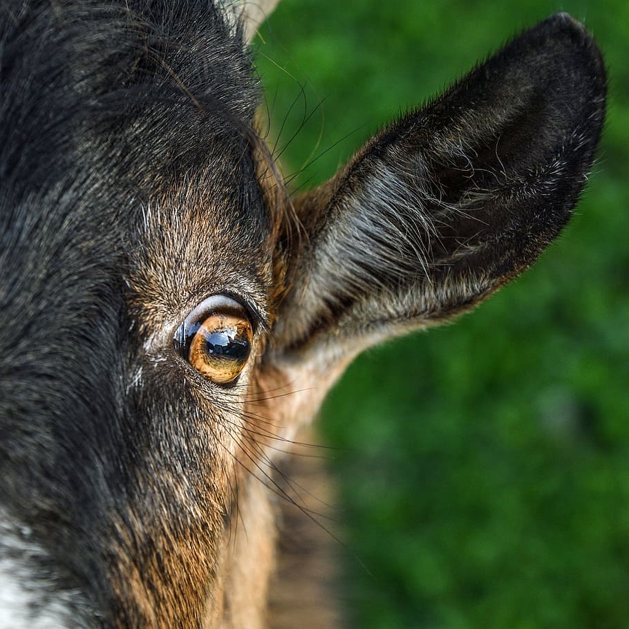 closeup photo of black and brown Anglo-Nubian goat, young, eye HD wallpaper