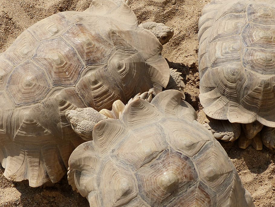 rest, turtle, sand, reptile, tortoise, animal, nature, wildlife HD wallpaper