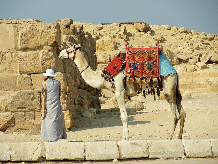 Camel, Desert, Egypt, one man only, adults only, one person HD wallpaper