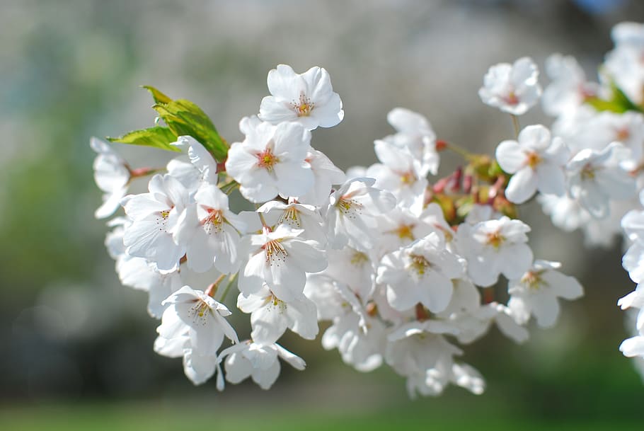 flowers, tree, spring, blossom, deciduous tree, branches, fruit HD wallpaper