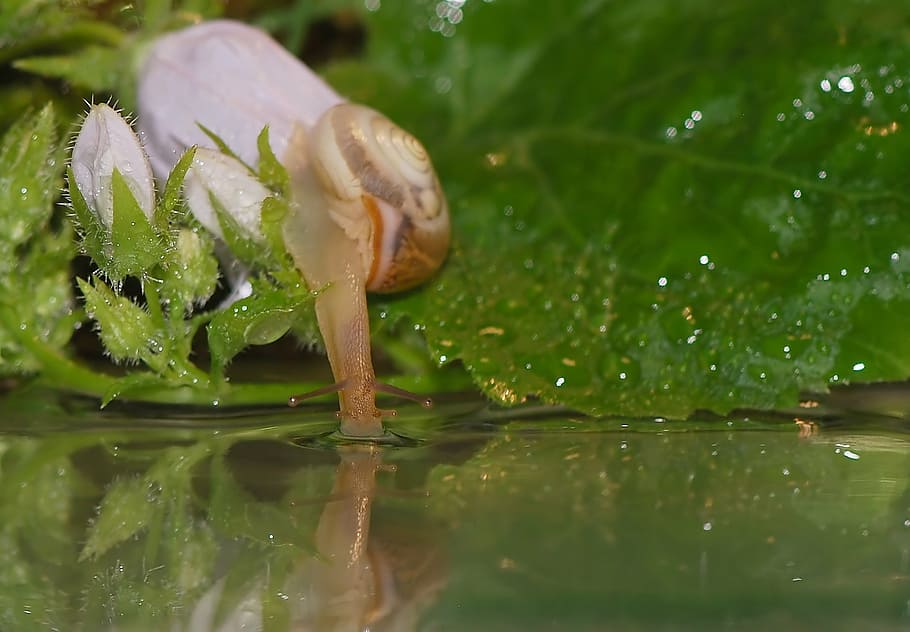 beige snail on green leaf in water, shell, mollusk, close, snail shell
