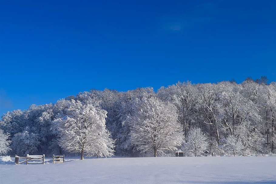 landscape, snow, winter, tree, cold, frost, nature, forest HD wallpaper