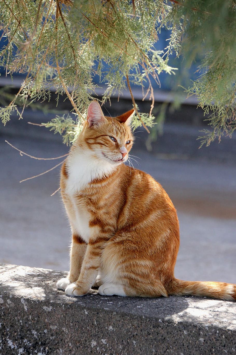 cat, red, mackerel, pet, domestic cat, tiger cat, cute, sweet HD wallpaper