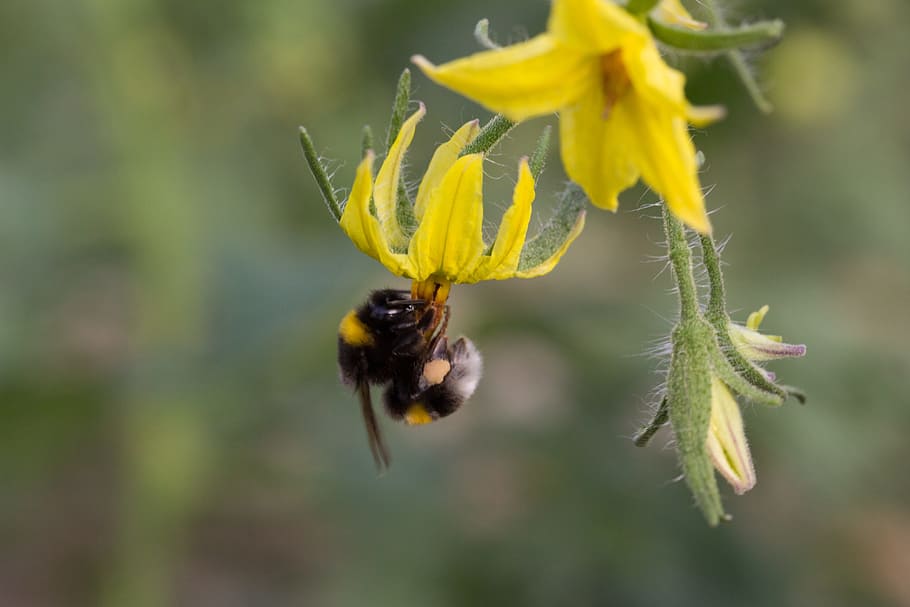 bumblebee, pollinating, flower, tomato, vegetable, yellow, agriculture HD wallpaper