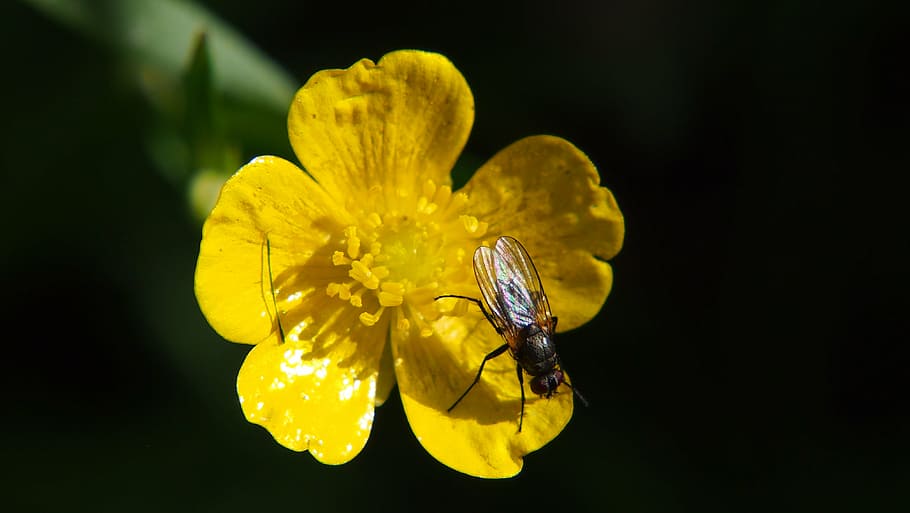 fly, flower, bug, insect, yellow, flowering plant, invertebrate HD wallpaper