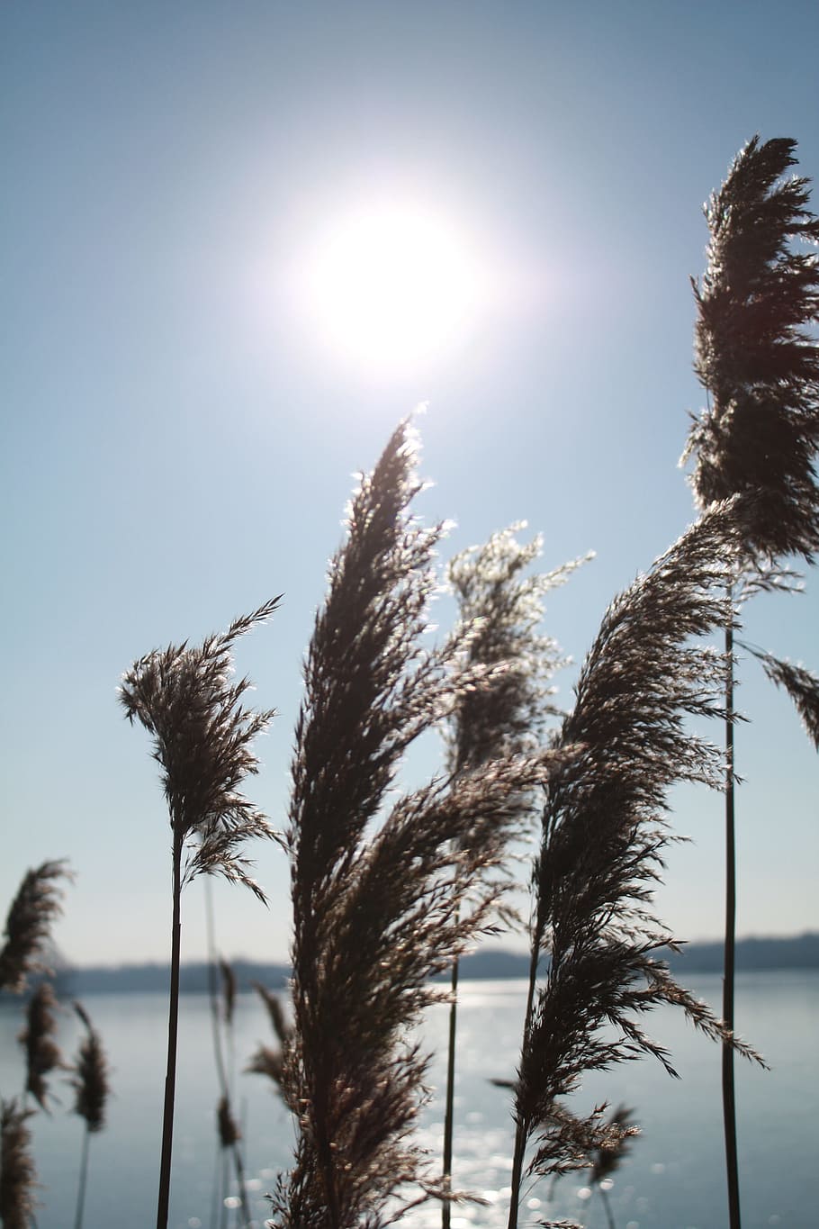 nature, sky, winter, tree, schönwetter, sun, bright, landscape HD wallpaper