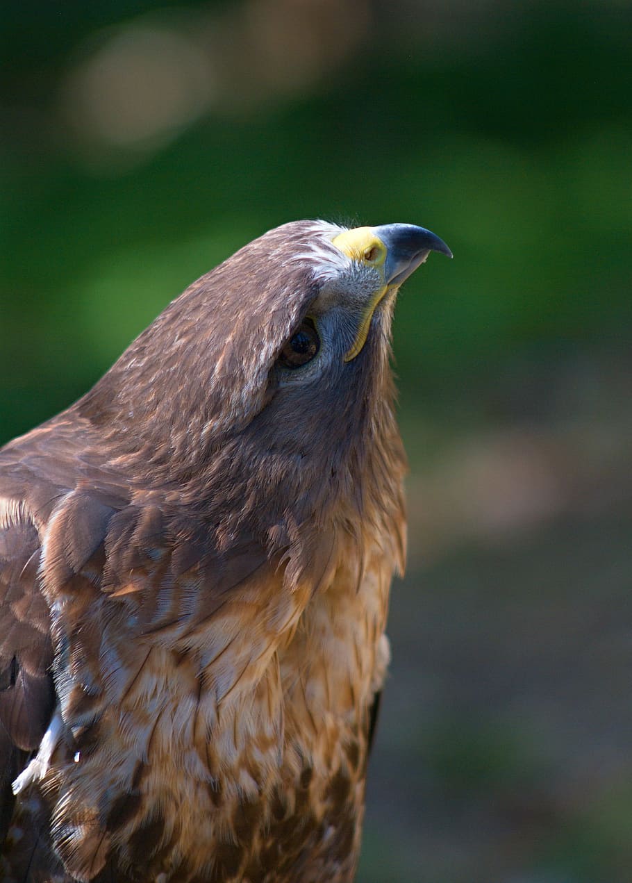 Common Buzzard, shallow focus photo of falcon, hawk, eagle, beak HD wallpaper