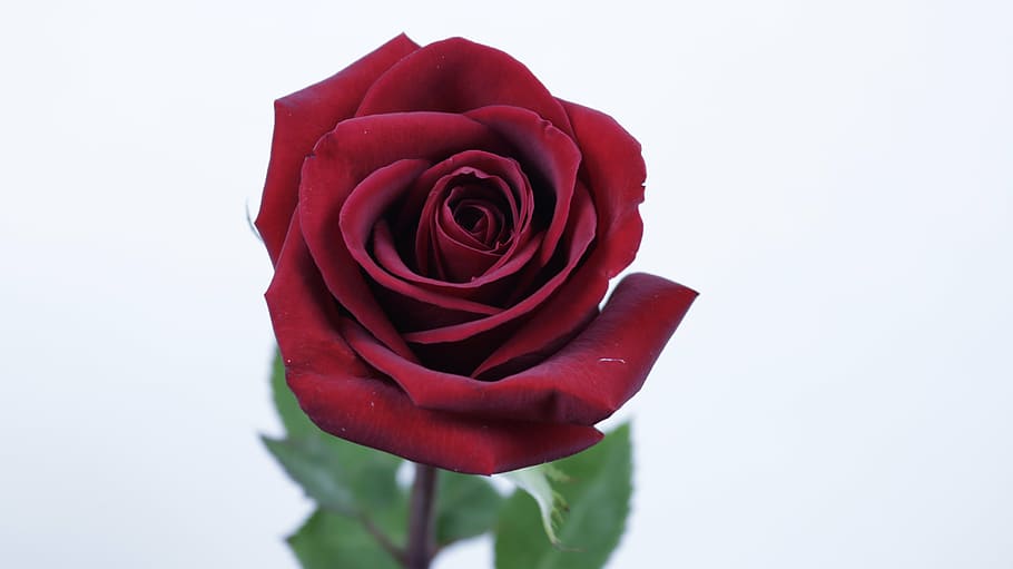 rose, flower, petals, rose - Flower, red, nature, love, close-up HD wallpaper