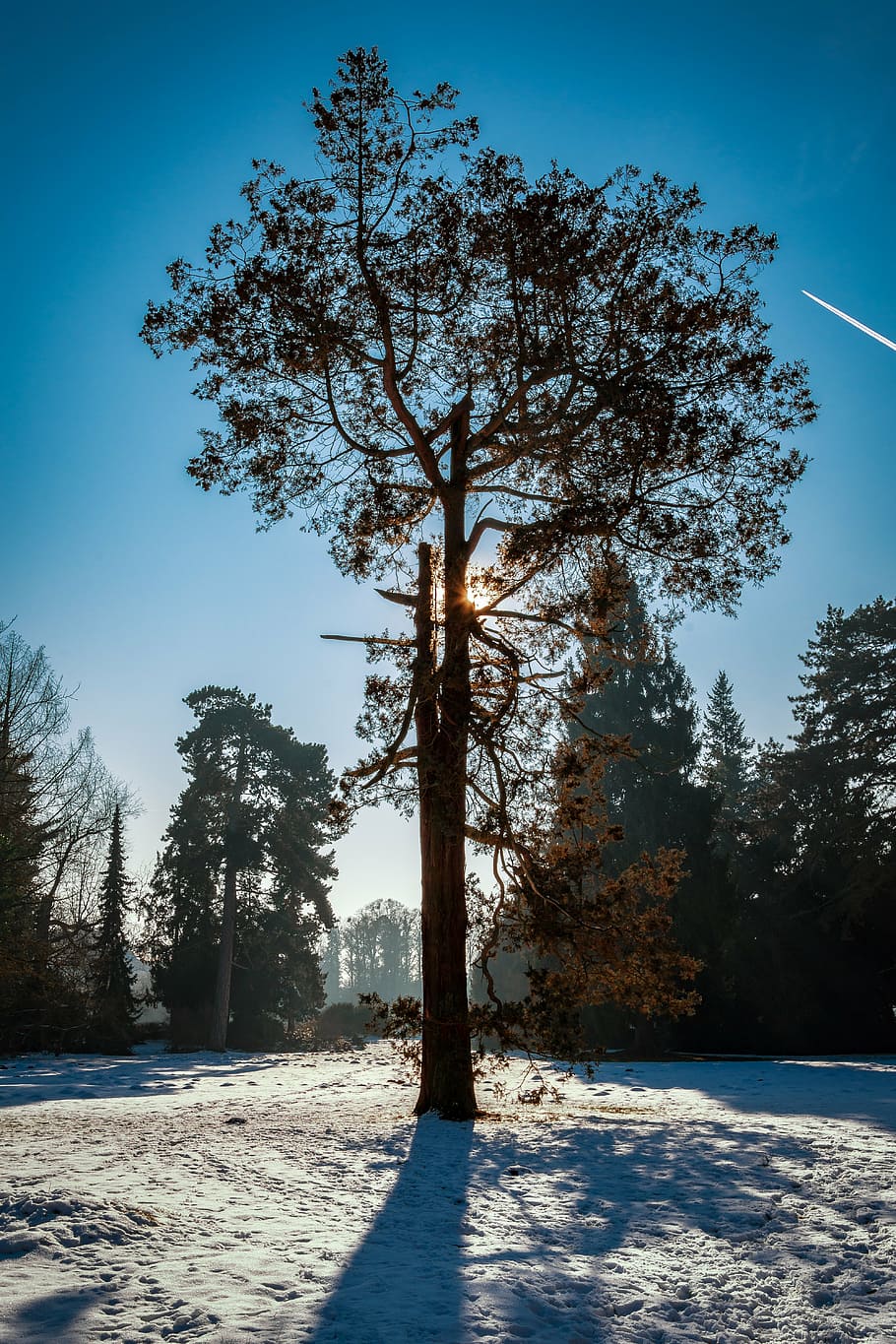 tree, park wörlitz, snow, sun, back light, landscape, landscape photography HD wallpaper