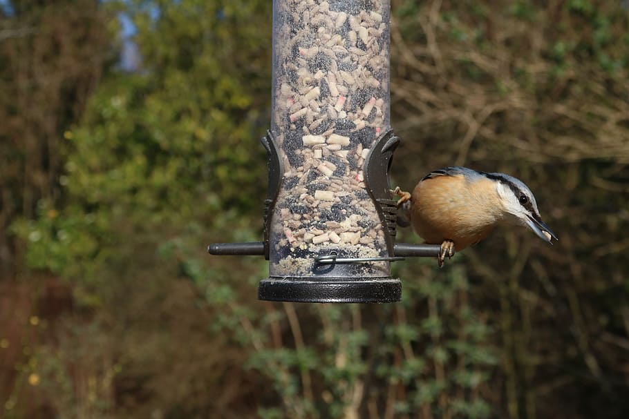 nuthatch, feeder, garden, bird, nature, avian, wild, songbird HD wallpaper