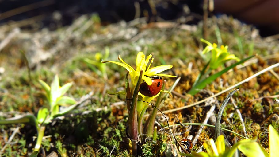 ladybug, flower, field, macro, tipster, bright, flora, plant HD wallpaper