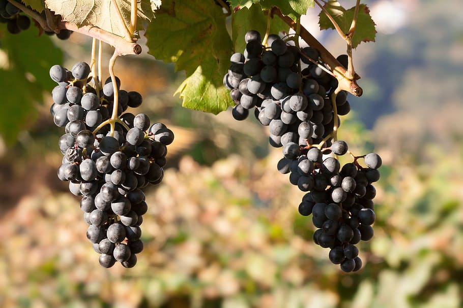 photography of grapes during daytime, wine, blue, leaf, fruit HD wallpaper
