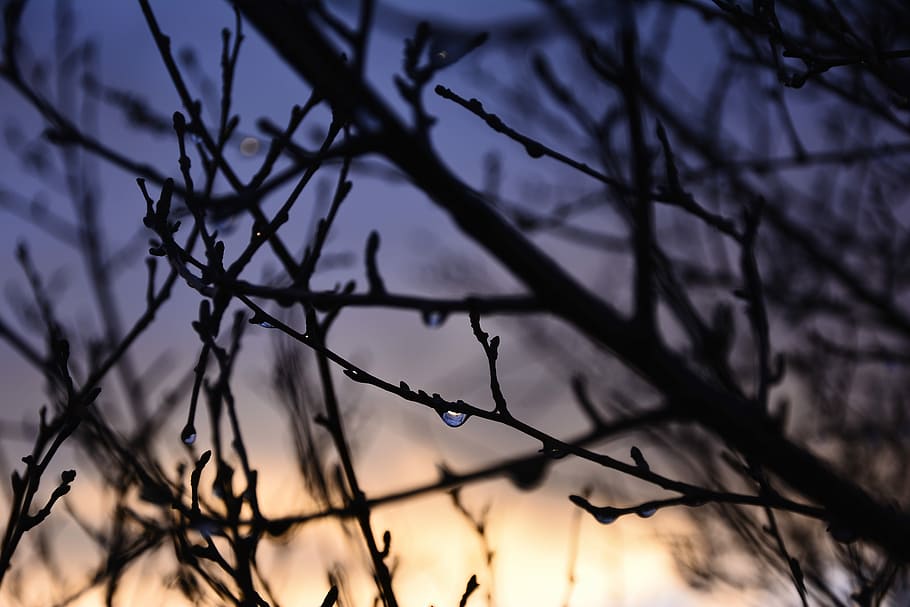 Rain, Drop, Sunset, Landscape, brunches, droplet, rain drops HD wallpaper