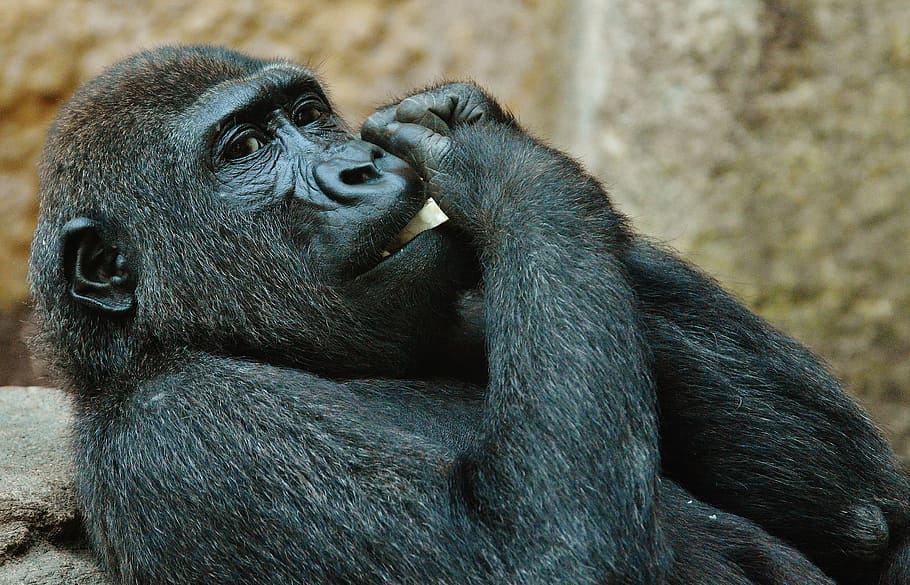 monkey, gorilla, eat, zoo, animal, wild animal, tierpark hellabrunn HD wallpaper