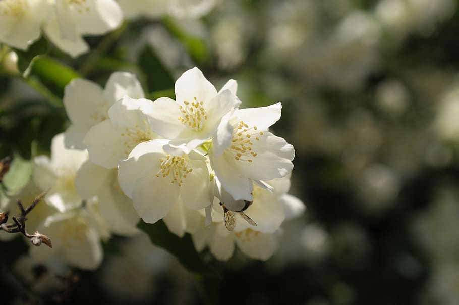 flower, white, meadow, insect, macro, flowering plant, fragility HD wallpaper