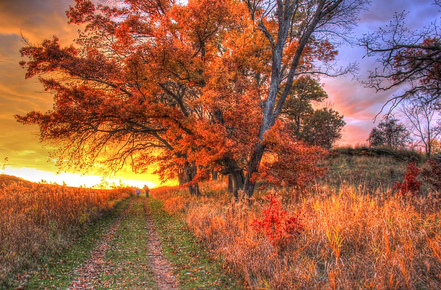landscape photography of autumn trees, sunset, nature, dusk HD wallpaper