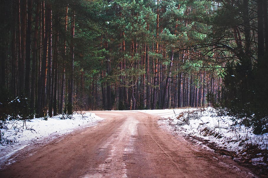 empty road between trees, dirt, daytime, woods, forest, nature HD wallpaper