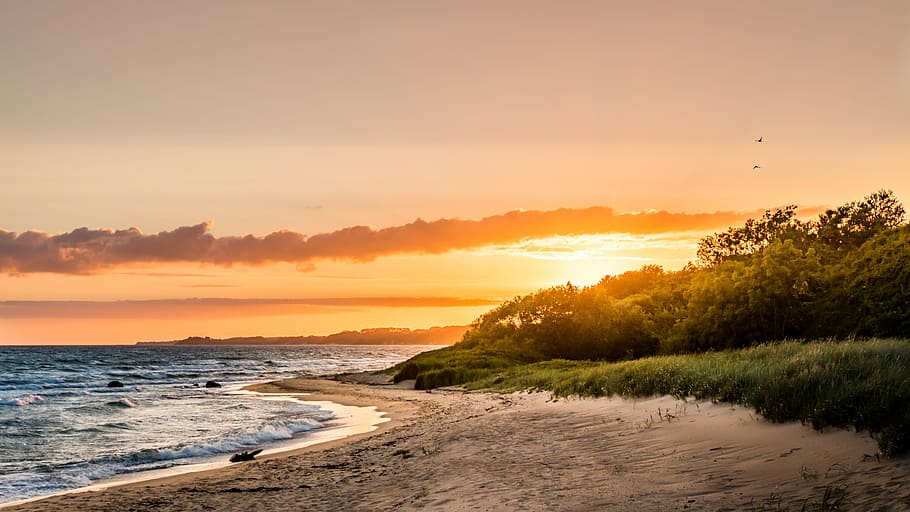 green grass near body of water, green trees near the sea, sunset HD wallpaper