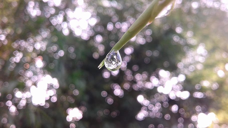 drop, dew, nature, green, mobile photography, celebration, tree HD wallpaper