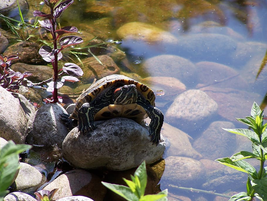 pond, turtle, nature, animal, wildlife, water, outdoors, animal wildlife HD wallpaper
