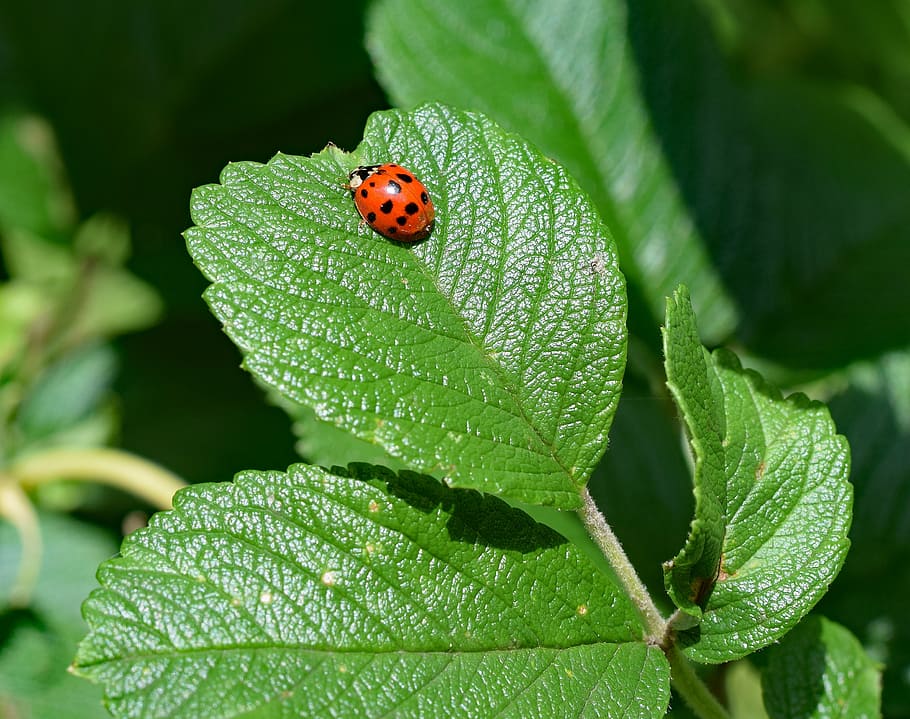 ladybug, insect, wing extended, animal, colorful red, black HD wallpaper