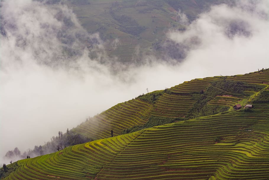 landscape of photography rice field, brown rice terraces during foggy day HD wallpaper