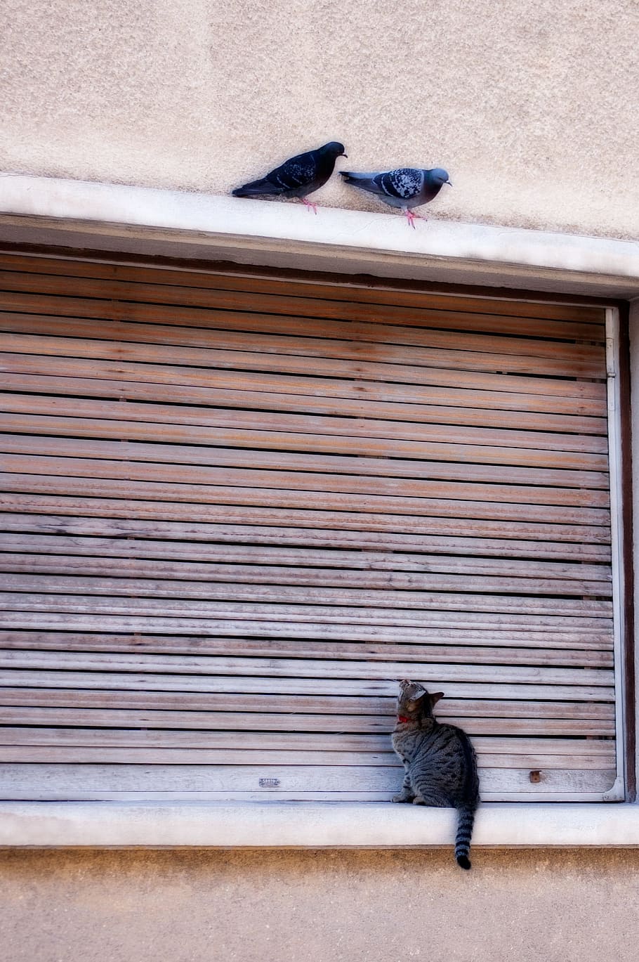 Cat, Pigeon, Bird, Pet, Kitten, funny, nature, animal, full length HD wallpaper
