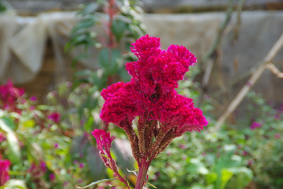 Celosia, Cockscomb, Flower, Botany, red flower, growth, nature, HD wallpaper