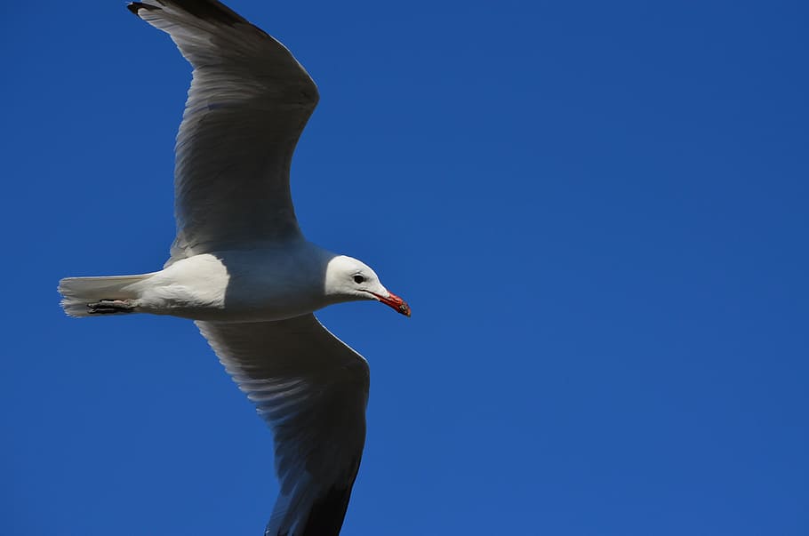 seagull, bird, fly, coast, water bird, flight, nature, wildlife HD wallpaper