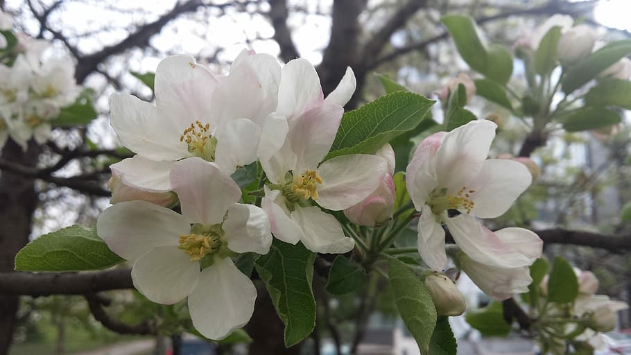 Flowers, Spring, Springtime, Nature, floral, blossom, fragility HD wallpaper