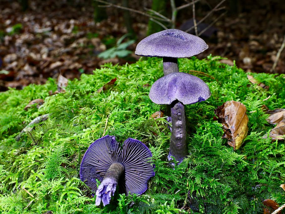 disc fungus, autumn, moss, violet, mushroom, plant, growth, HD wallpaper
