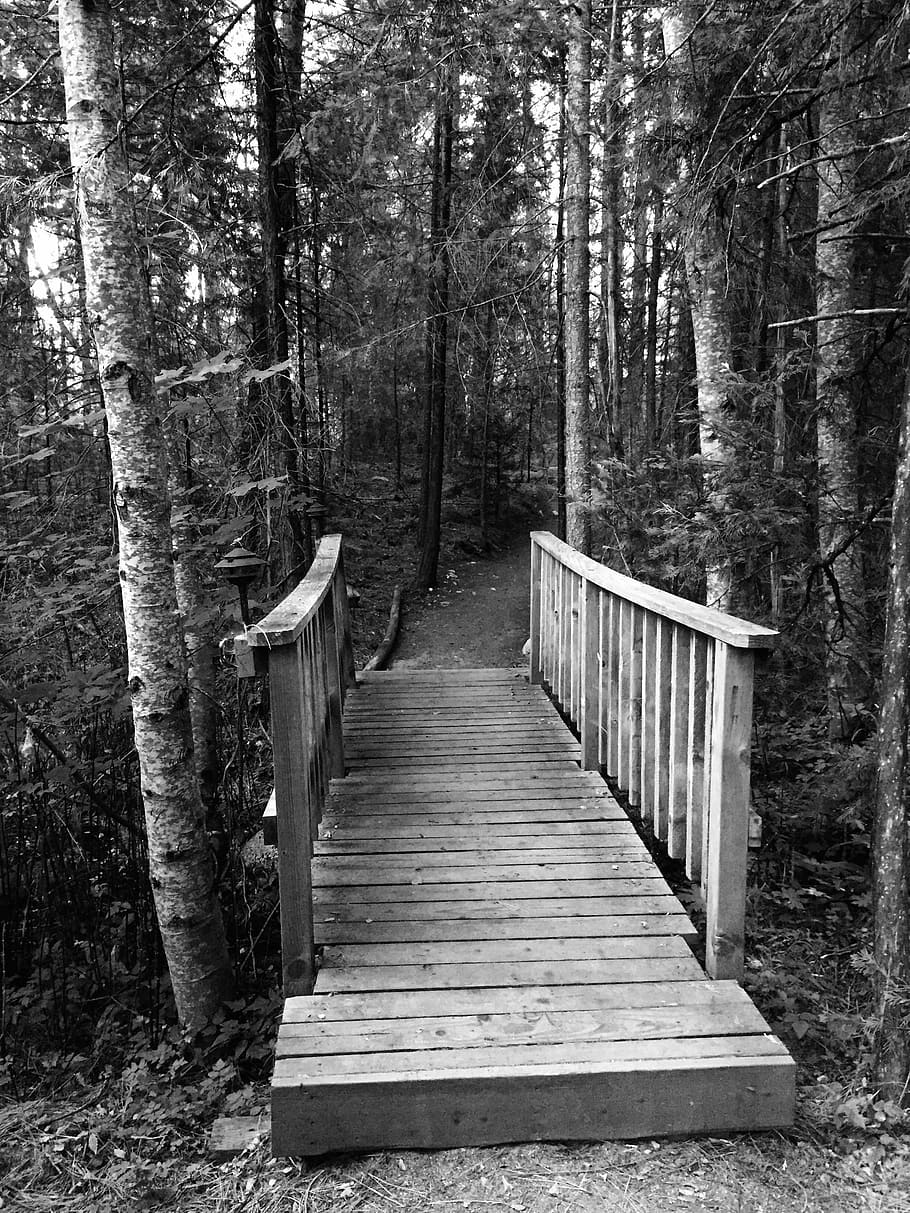 bridge, trees, nature, forest, plant, tree trunk, direction HD wallpaper