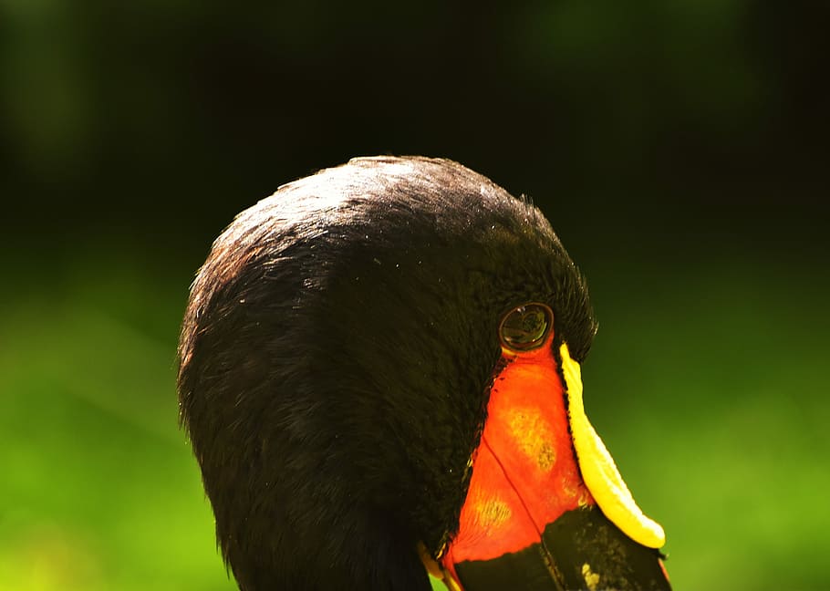 Bird, Head, Black, Bill, wildlife photography, face, portrait HD wallpaper