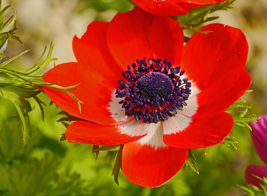 Blossom, Bloom, Bright, Red, annemone, white, violet, stamens HD wallpaper