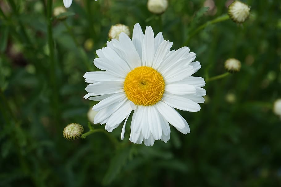 flower, blossom, bloom, close, white, flowering plant, fragility HD wallpaper