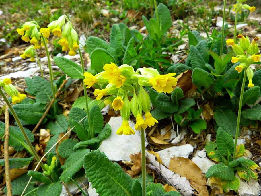 veris, flower, yellow, bloom, beautiful, rarely, nature, protected HD wallpaper