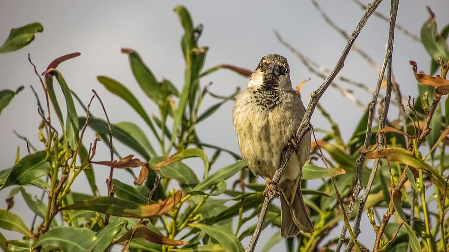 Sparrow, Tree, Bird, Wildlife, Nature, branch, animal, fauna HD wallpaper
