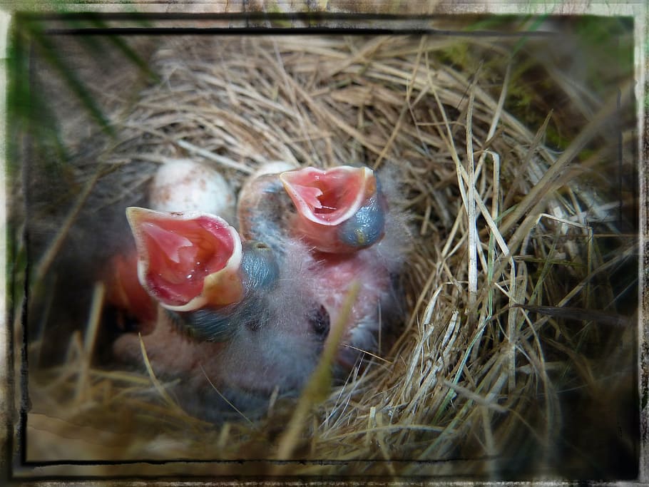 bird, nest, chicks, young, animals, nature, animal themes, animals in the wild HD wallpaper