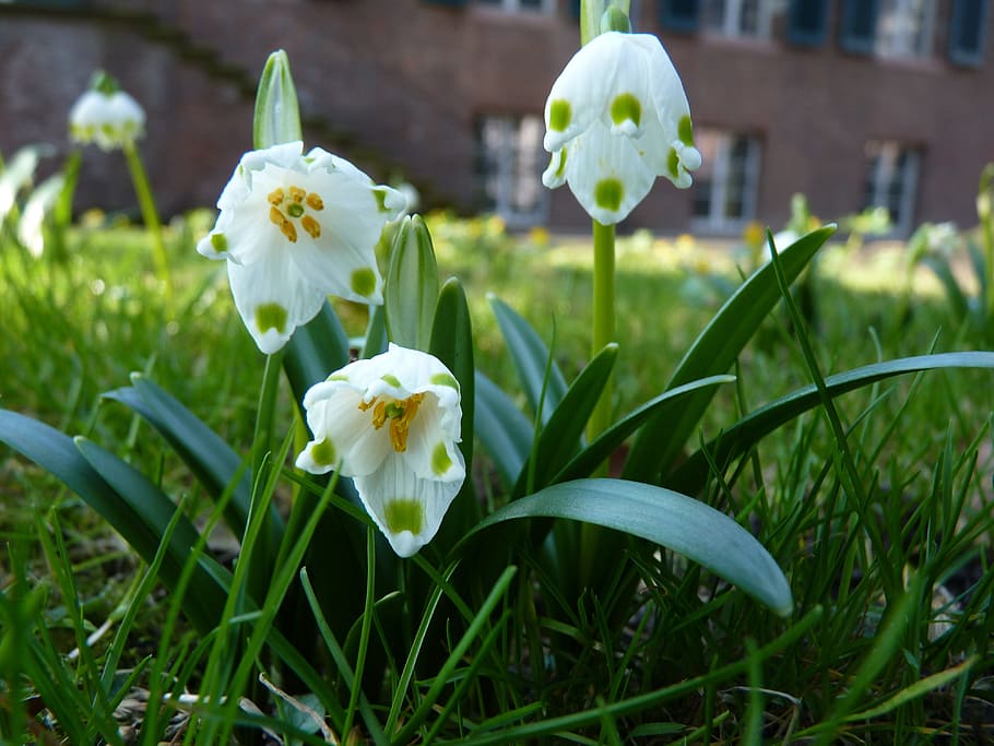 Snowflake, Spring, maerzgloeckchen, bloom, white, spring flower HD wallpaper