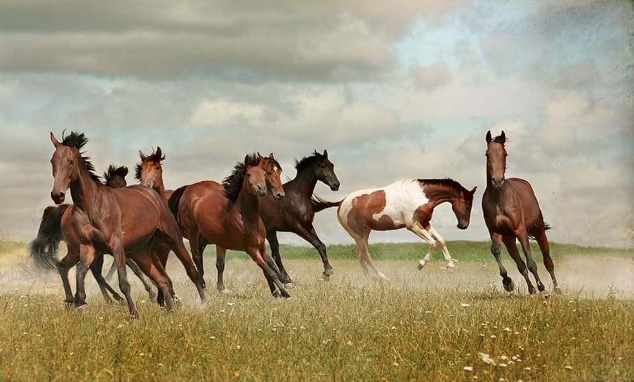 wildlife photography of herd of horse, horses, mustangs, nature