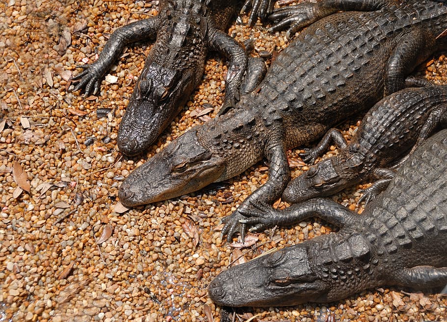 american alligators, danger, reptile, wildlife, nature, animal