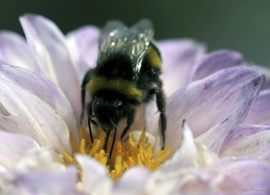 bee, pollen, insect, pollination, flower, flowering plant, animal HD wallpaper