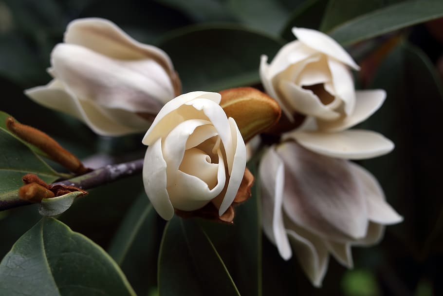 magnolia, blossom, bloom, spring, flower, plant, flowering plant HD wallpaper