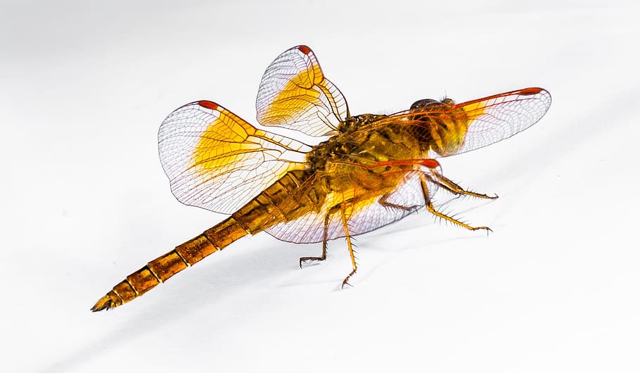 Dragonfly, Insect, Close, animal wing, macro, animal wildlife HD wallpaper